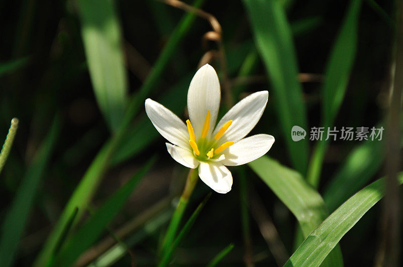 白风百合花/风仙念珠菌